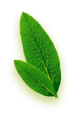 about-us-leaf